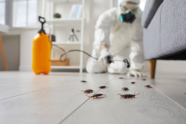 Commercial Kitchen Cockroach Control in Berkeley